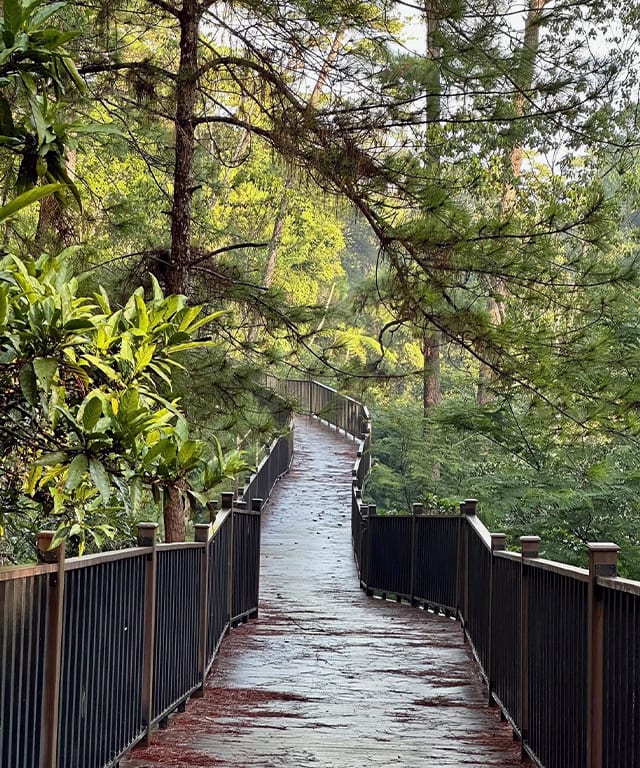 Take early morning walks among the pine trees at the Baguio Arboretum